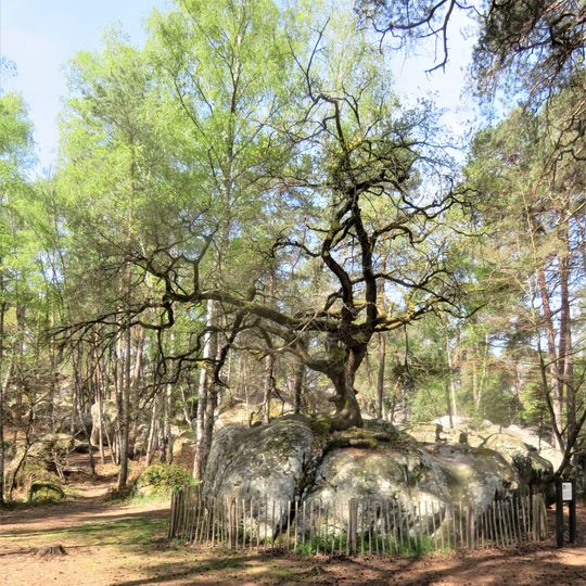 Chêne du Rocher-Canon