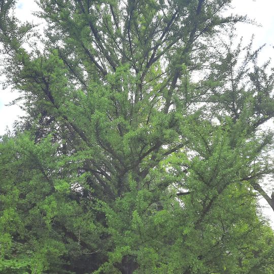 Jinan v žehušickém parku