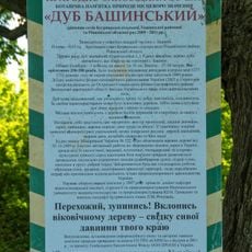 Дуб башинський