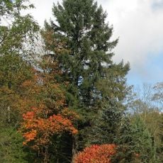 Wäberova douglaska v Kopci