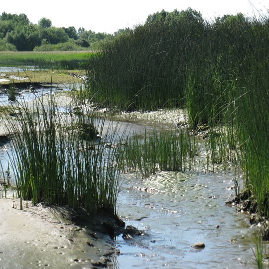 Mühlenberger Loch/Neßsand