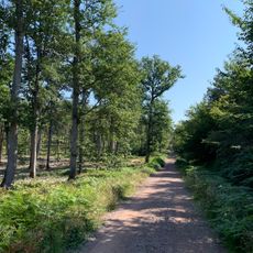 Balade en forêt de Tronçais