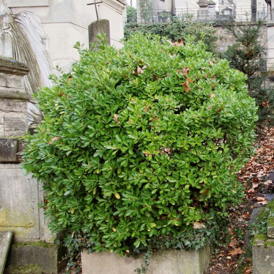 Grave of Unidentified 7