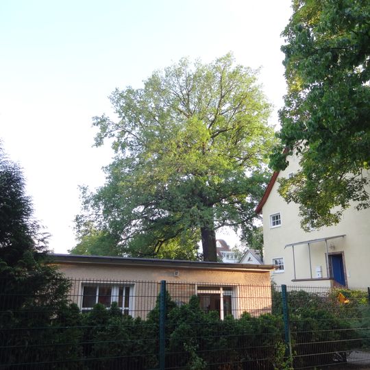 Stiel-Eiche Robert-Siewert-Straße 60