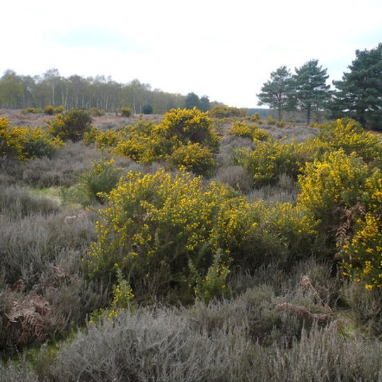Budby South Forest RSPB reserve