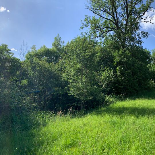 Feldgehölz im Gewann Krähenbach