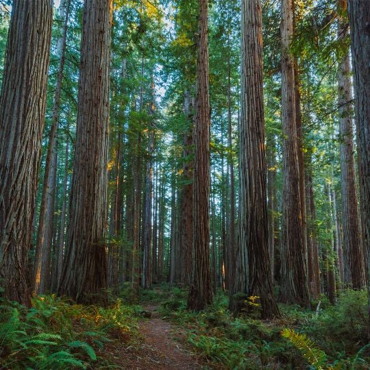 Prairie Creek Redwoods State Park
