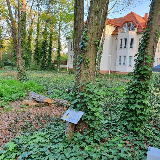 Ginkgo biloba in Abtnaundorfer Straße 46, Leipzig