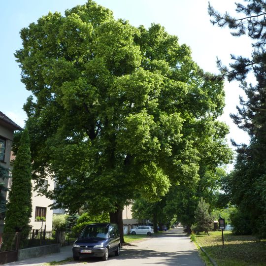 Lipové stromořadí na Bráfově
