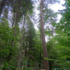 Žagarės miško veimutinė pušis