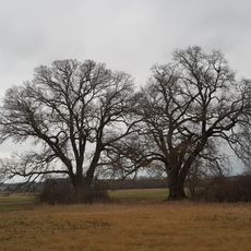 2 Eichen von Ziegehain