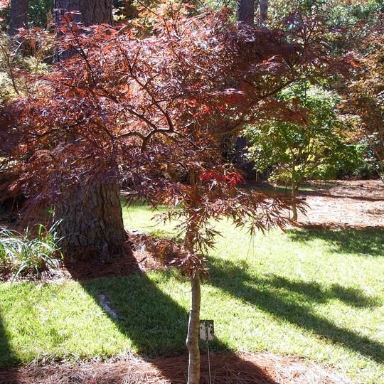 Mobile Botanical Gardens