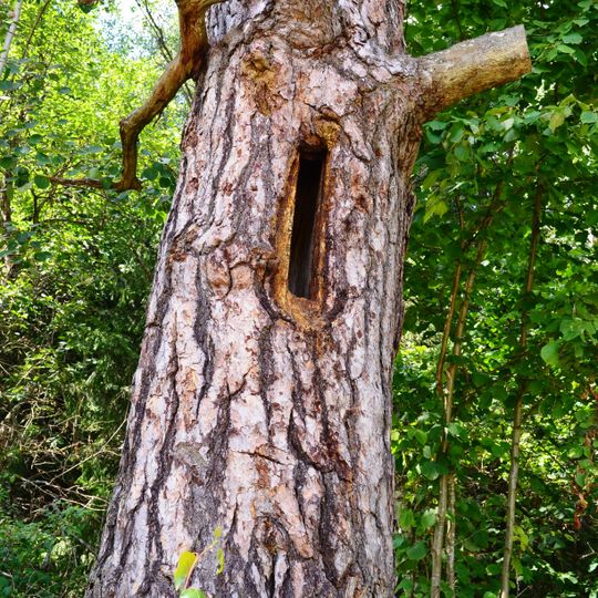 Zervynos village hollow pines