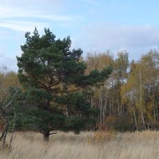 Kališťské louky a mokřady