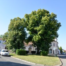 Tilia cordata and Tilia platyphylla in Lysá nad Labem