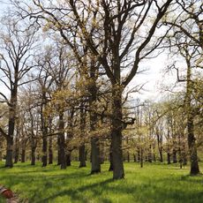 Hochzeitswald Harten