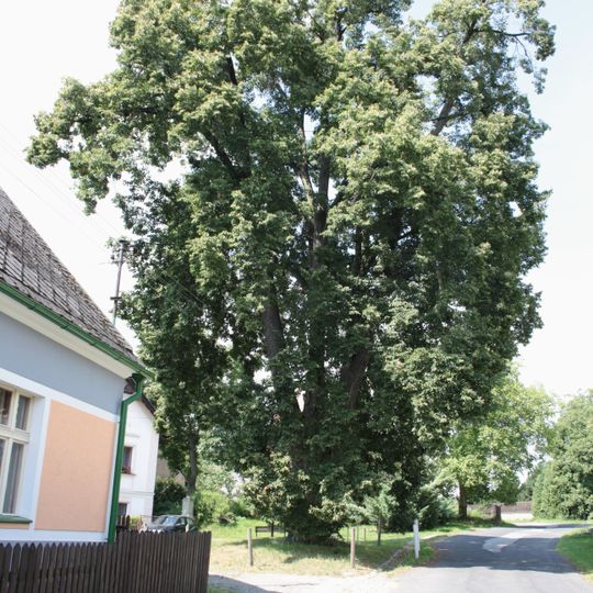 Lípa malolistá v Sitném