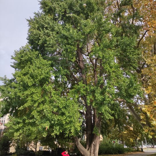 Ginkgo biloba in Opava
