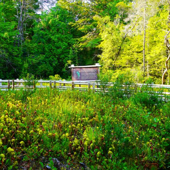 Darlingtonia State Natural Site