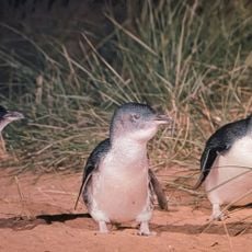 Penguin Parade