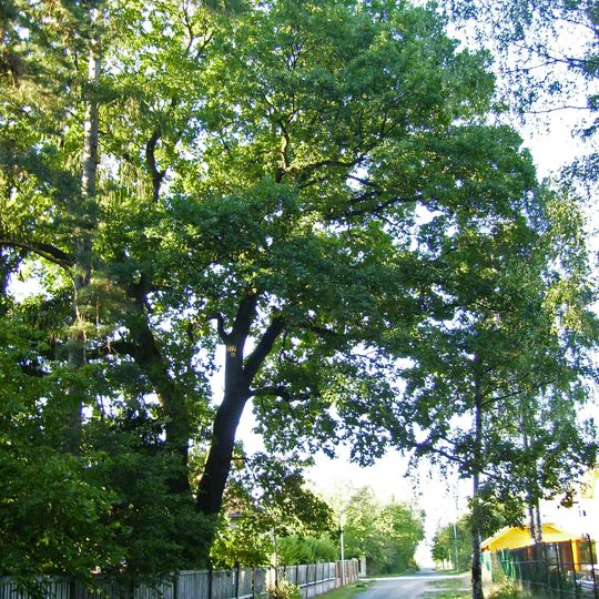 Dub letní v Klánovicích