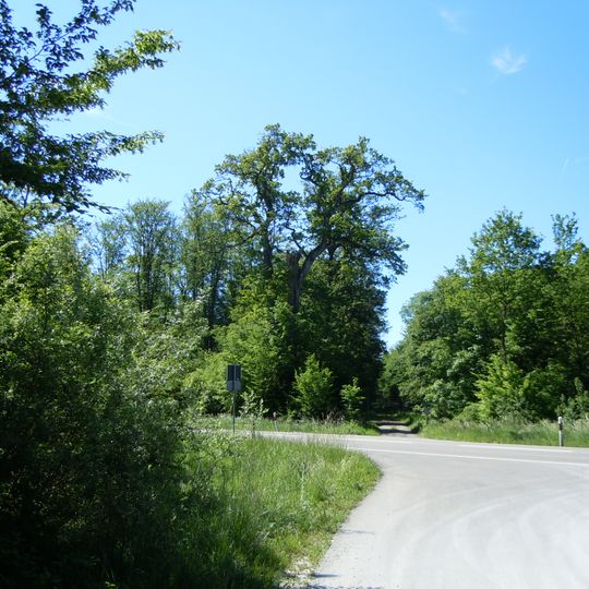 Sandigs Eichle an der Weiler Ebene