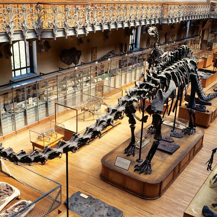 Galerie de Paléontologie et d’Anatomie comparée
