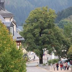 Coat of arms tree of Schönheide - Wappeneiche