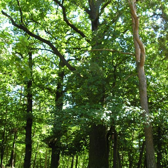 Dub letní Na Vinicích