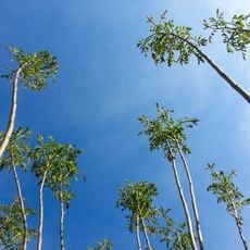 Acacia wood Golopristansky