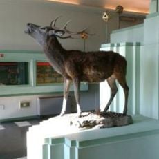 Museo del bosco e del cervo della Mesola