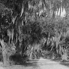 Bonaventure Cemetery