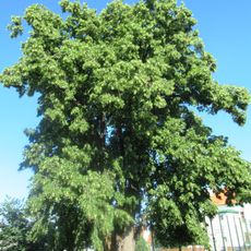 Lípa u mateřské školy