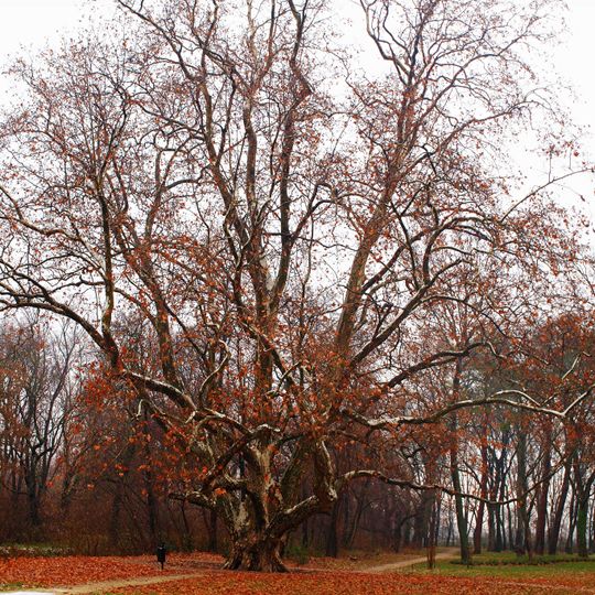 Plane tree from Komjatice
