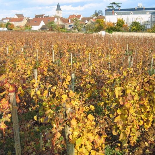 Romanée-Saint-Vivant