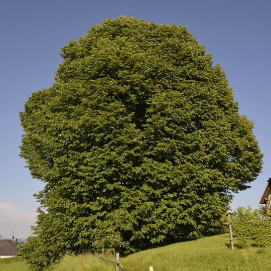 Linde in Oberneukirchen
