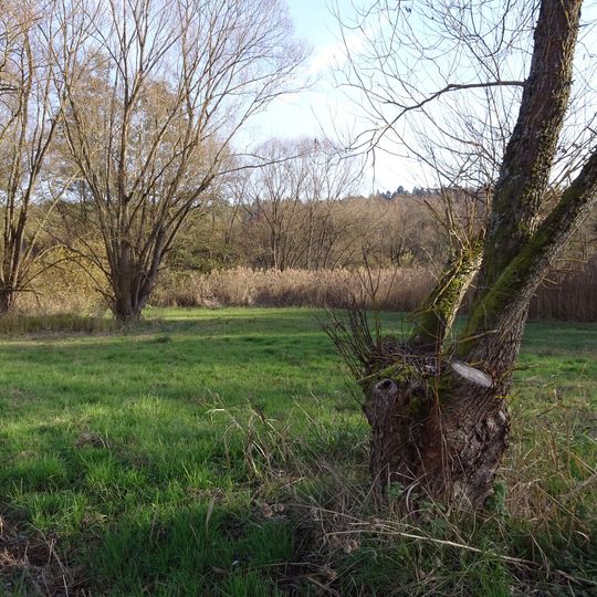 Bruchwiesen von Dorndiel