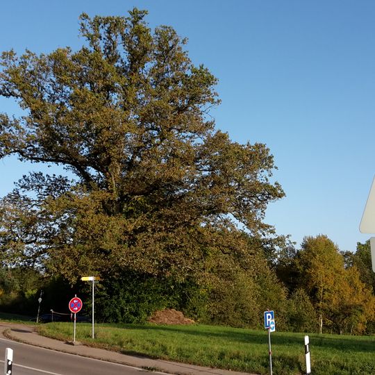 1 Eiche beim Signal Pferchgarten