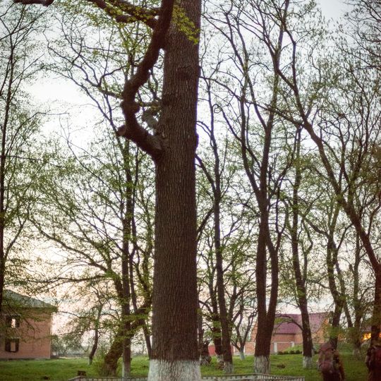 Quercus Robur, Yaresky