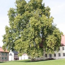 Platane an der Zehntscheune