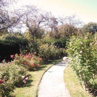 James P. Kelleher Rose Garden