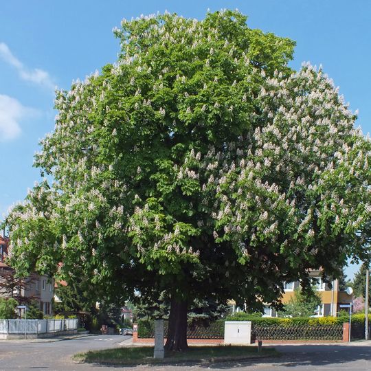 Tilia cordata, Eigenheimstraße Leipzig
