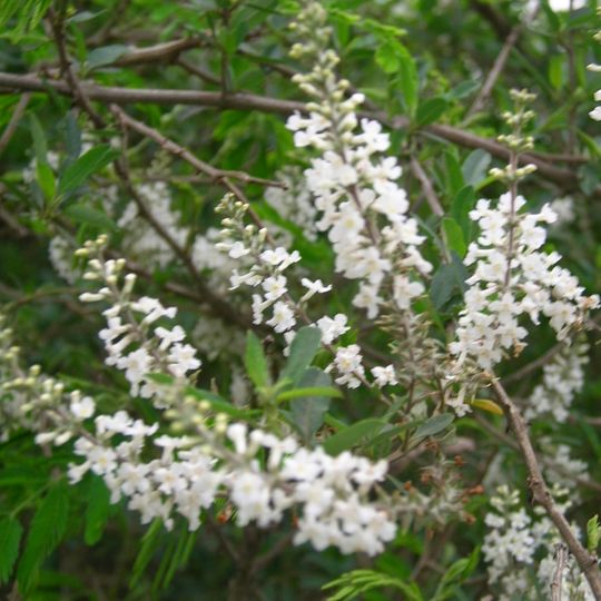 Jardín botánico Pillahuincó