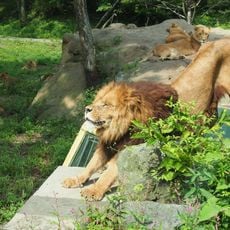 Fuji Safari Park