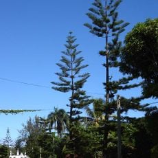 Malaʻekula