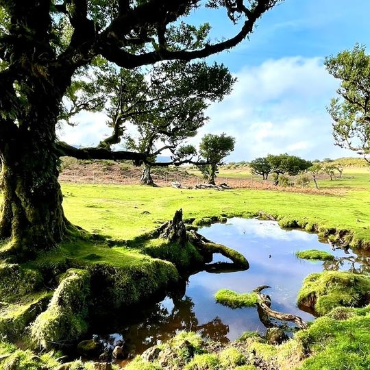 Posto Florestal do Fanal