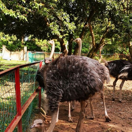 PD Ostrich Showfarm
