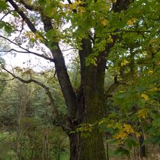 Duby na staré hrázi