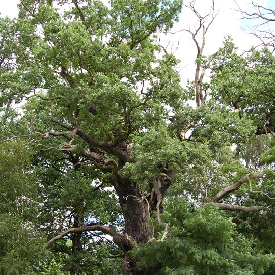 Christoph-Heinrich-Eiche