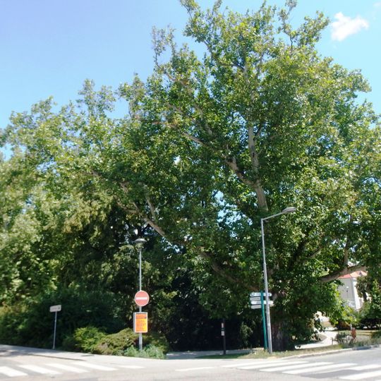 Platany u nádraží